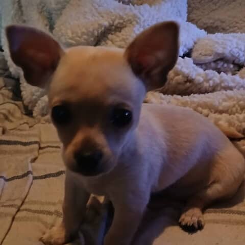 Lilbit