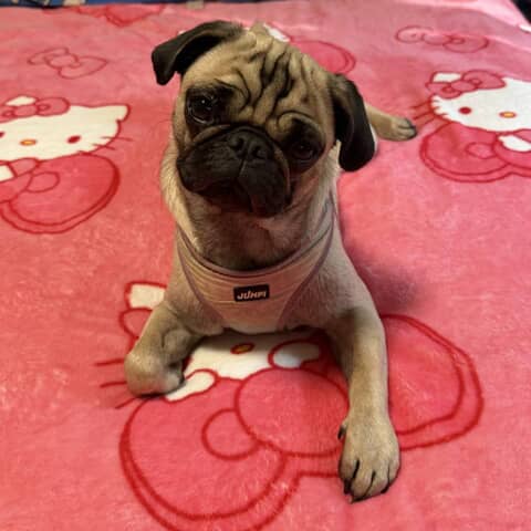 Gracie