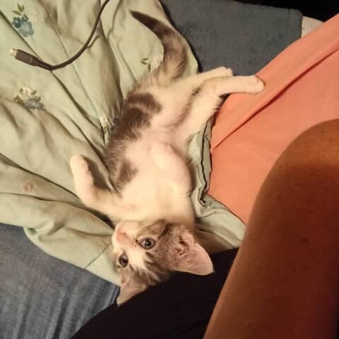 Rosco