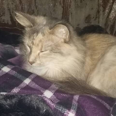 Princess