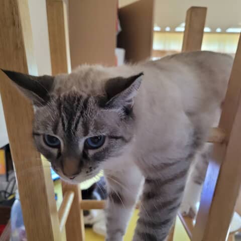 Hazel