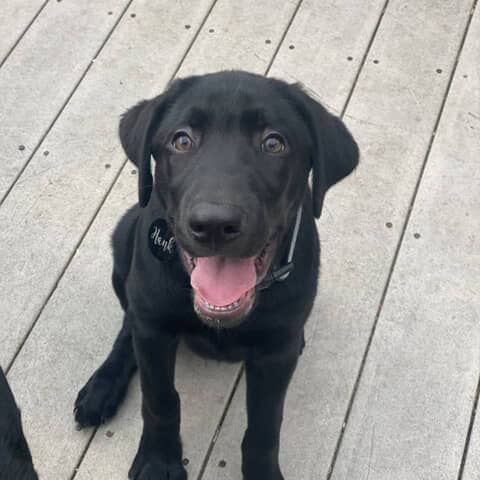 Hank