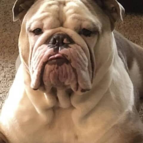 Butchie Boy