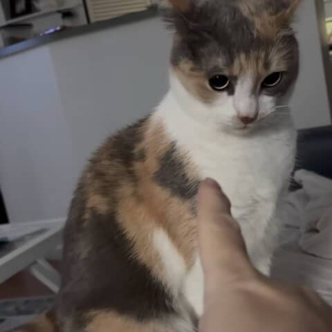 neapolitan