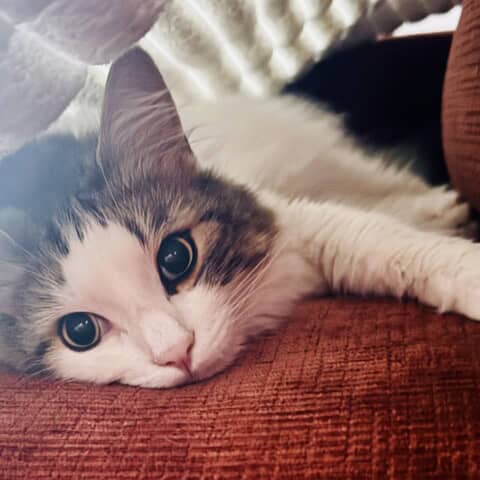 Obi