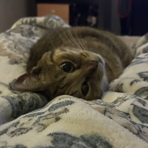 Pebbles
