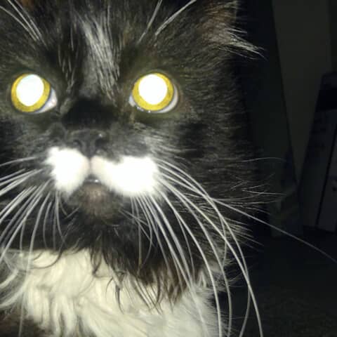 Tazz