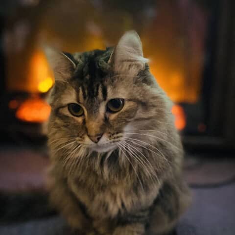 Mizery