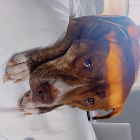 Reese
