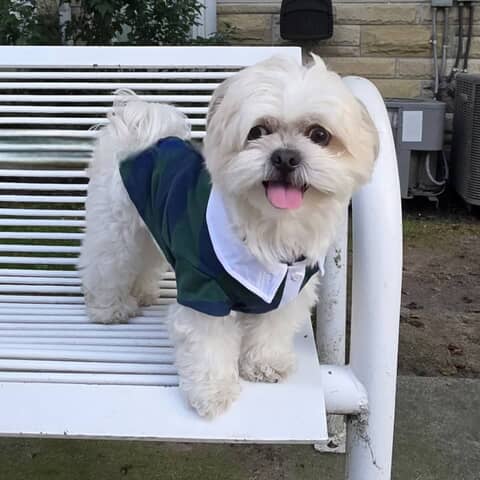 Toby