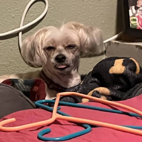 Penny