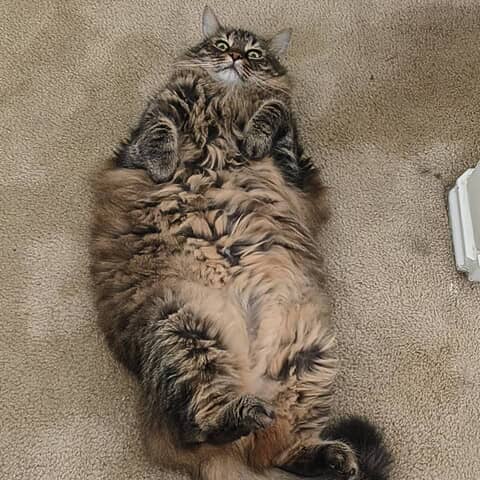 Milo