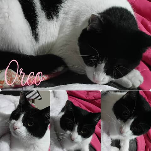 Oreo