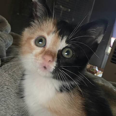 Cali