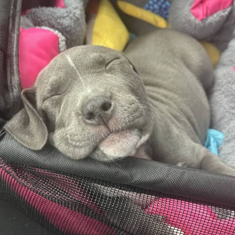 Athena