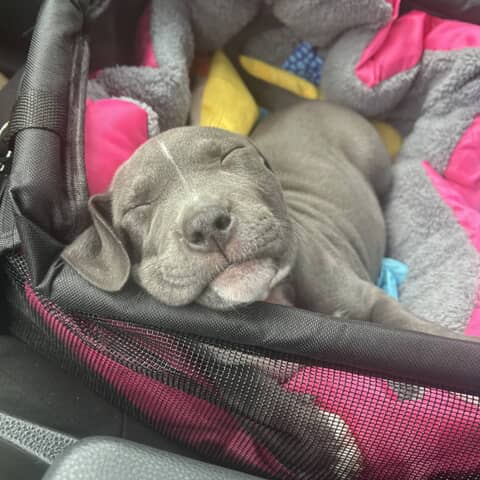 Athena