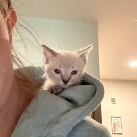 Mochi