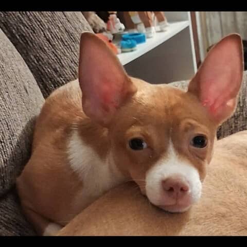 Luca