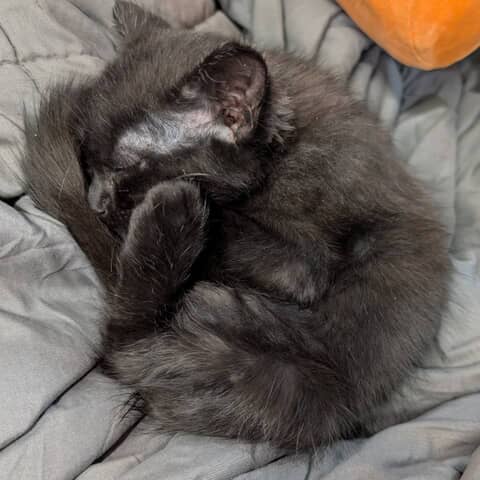 Furburger