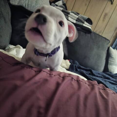 Piper
