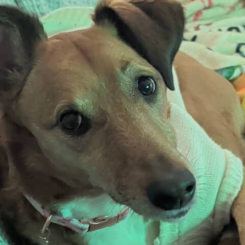 Bailey