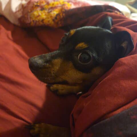 Xena