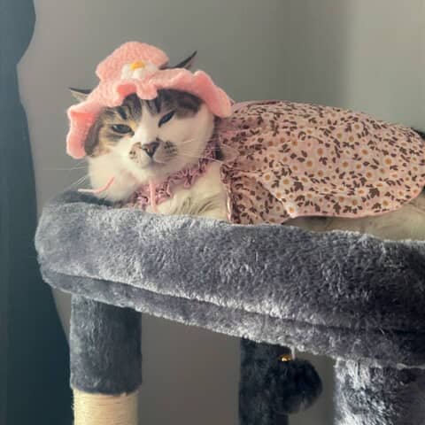 Lulu