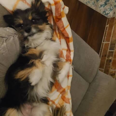 Harley