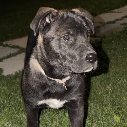 Drogo