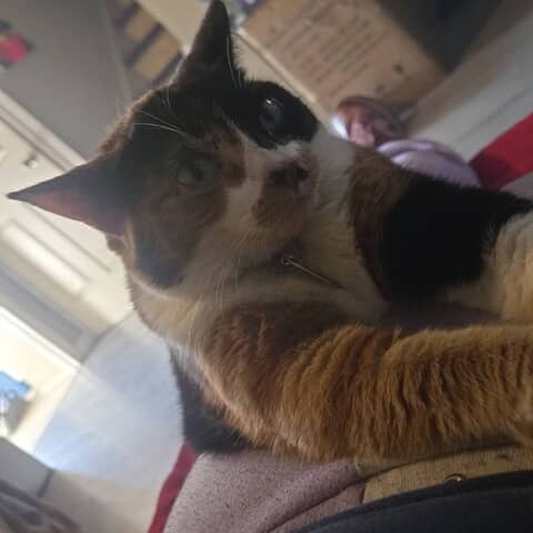 Lucyfur