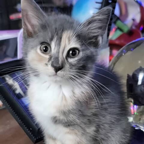 Misty maemae