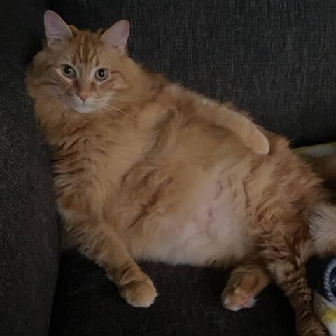 Beans