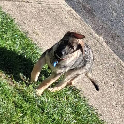 Kash