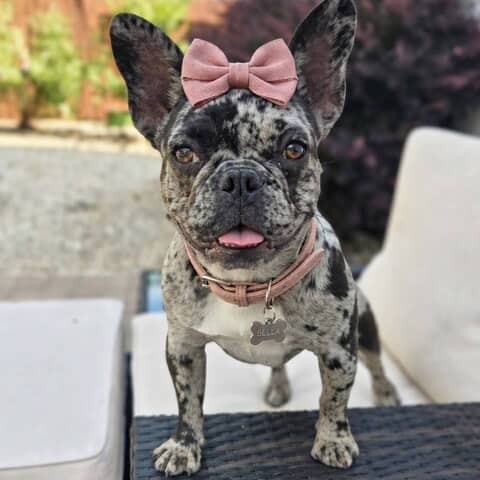 Bella