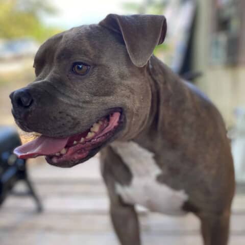 Pretty Dude