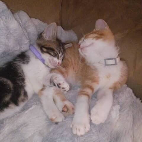 Mr butters & Felix the cat