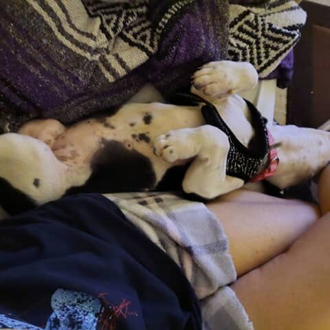 Pandee — Pet Contest on Pupvote