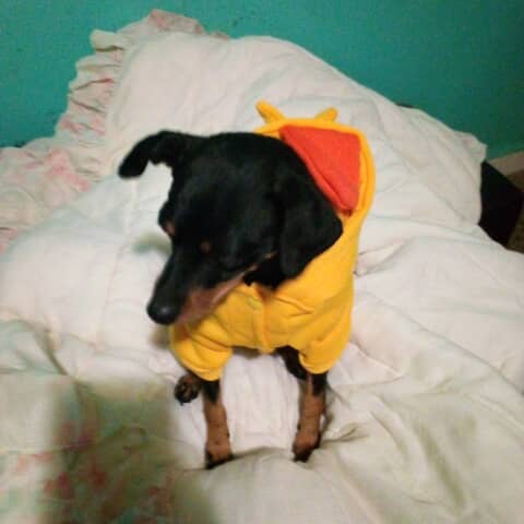 Sadi