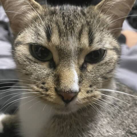 Liva