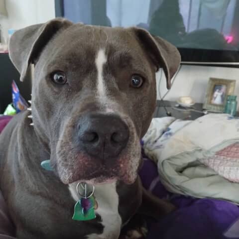 Diesel