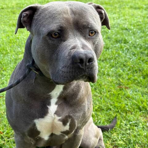 Tyson