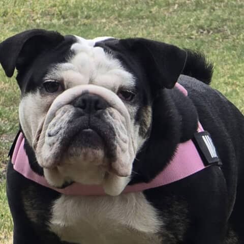 Maggie