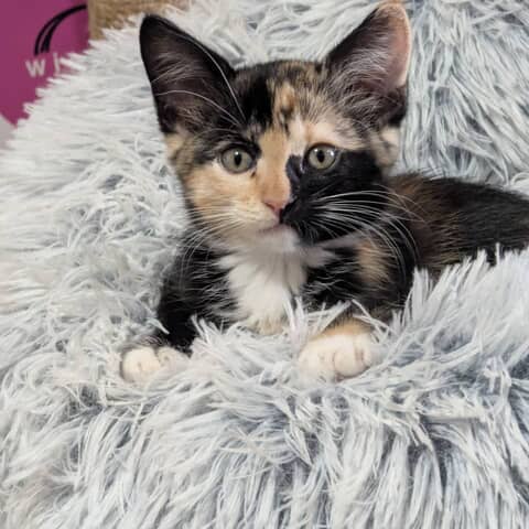 Patches