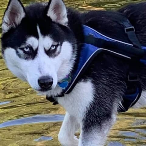 Luca