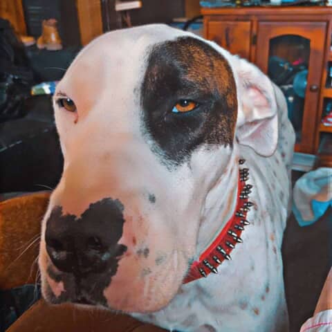 Odin