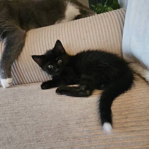 Blackie