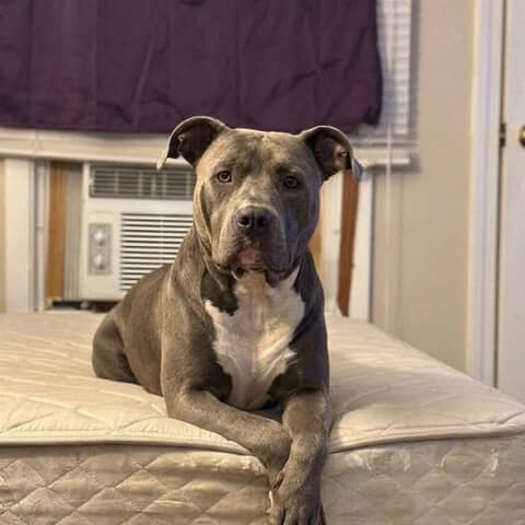 Koda
