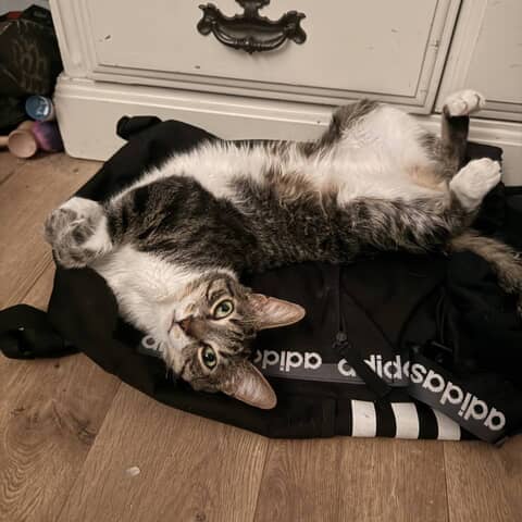 Billy Belly