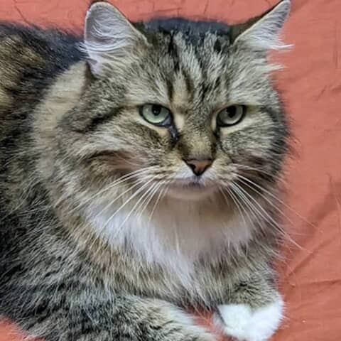 Ivan
