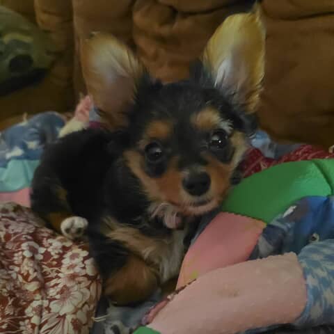Gracie
